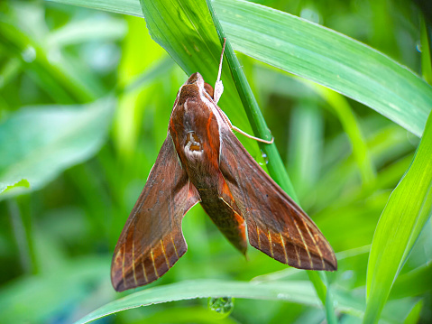 Hippotion is a genus of sphinx moths. The genus was erected by Jacob Hübner in 1819.