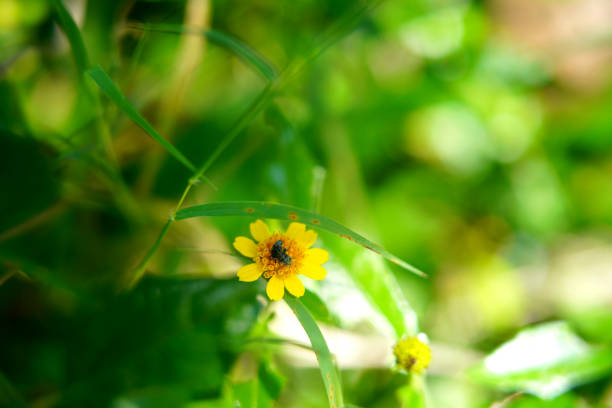 Beautiful deep yellow wild flower