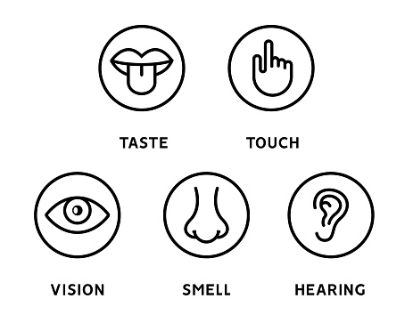 Five human senses vision eye, smell nose, hearing ear, touch hand, taste mouth and tongue. Line vector icons set.
