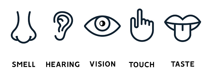 Five human senses vision eye, smell nose, hearing ear, touch hand, taste mouth and tongue. Line vector icons set.