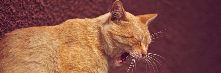 golden cat widely yawns, side view on red wall background.