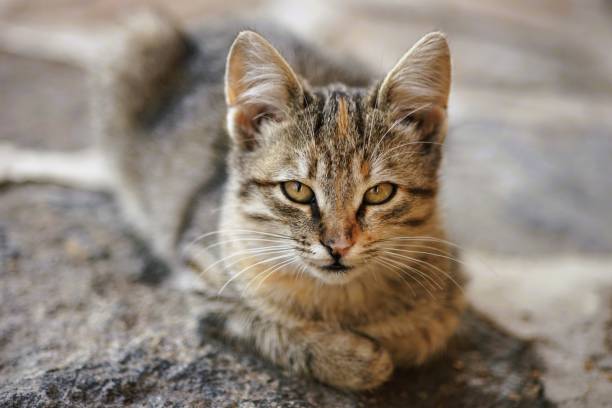 istock Cute tabby cat relaxed outdoors, close up portrait 2036494031