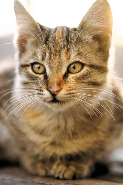 istock Cute tabby cat portrait in sunny day. 2036494034