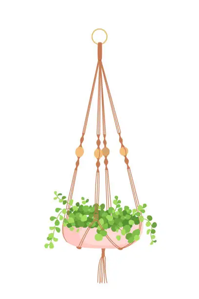 Vector illustration of House plant in hanging macrame pot. Home green garden. Vector illustration of tropical flowers in hanger. Cute beautiful handmade home or office decoration