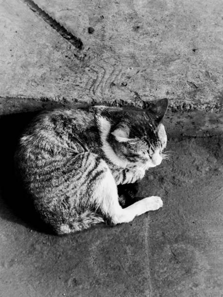 Playful cat lounging on a wooden bench, looking at the camera