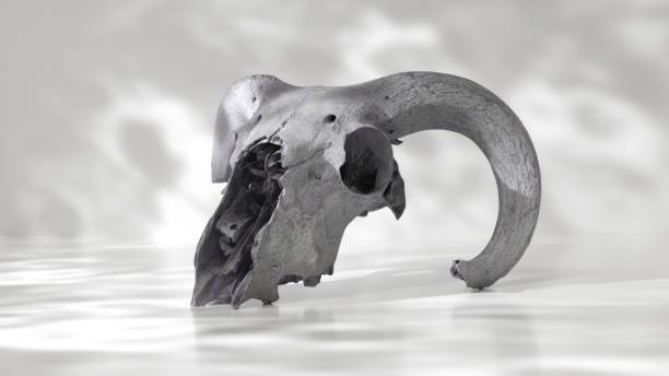 a 3d rendered goat skull emerges from a reflective surface, set against a muted backdrop. - wild goat flash imagens e fotografias de stock