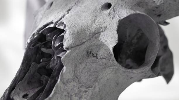 3d 렌더링된 염소 두개골을 클로즈업하여 질감 있는 디테일과 깊이를 보여줍니다. - animal skull drought animal bone dry 뉴스 사진 이미지