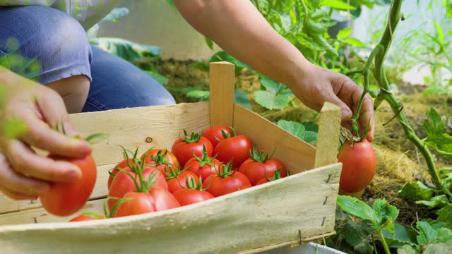 a woman hands picks ripe tomatoes from a branch putting in box.
