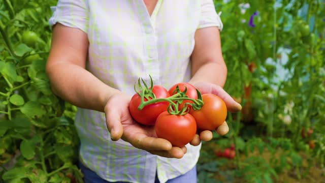 top view of a woman hands showing a bunch of little round organic tomatoes