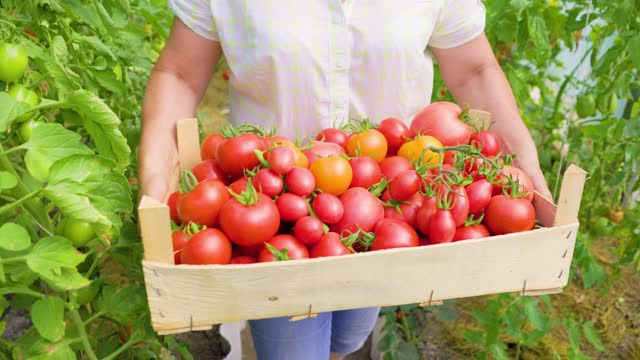 Close up of wooden box with freshly plucked colorful tomatoes in hands of greenhouse owner