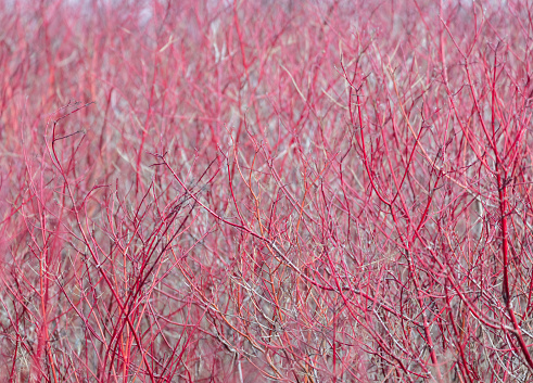 Close-up of dense red osier dogwood bush in winter