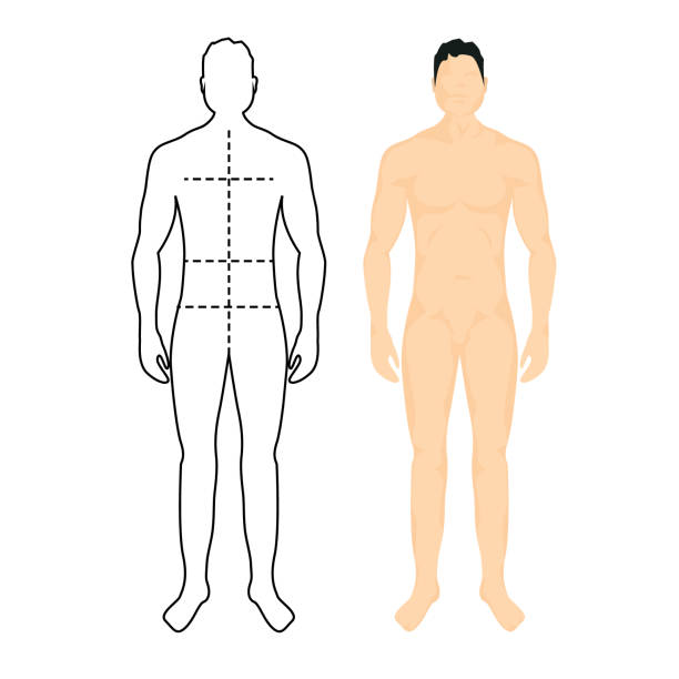 man anatomy silhouette size. human body full measure male figure waist, chest chart template - women the human body body hip stock illustrations