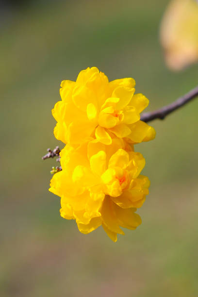 istock Yellow flower of Ochna integerrima (Lour.) Merr. 2036580123