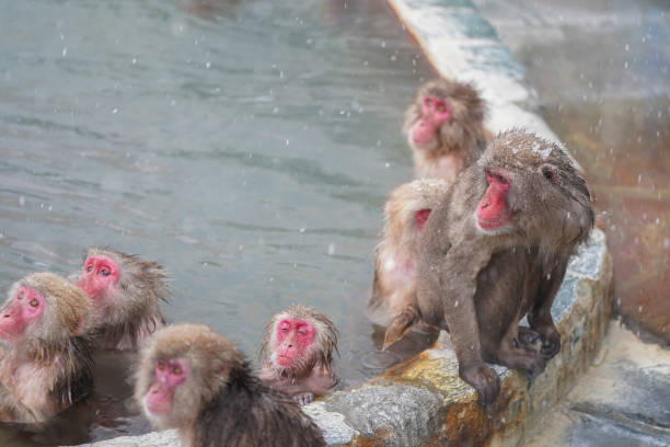 istock Hot Tubbing monkey onsen 2036580648