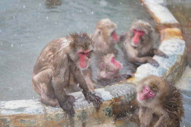istock Hot Tubbing monkey onsen 2036581162