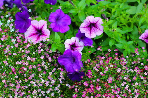 Supertunia flowers with gypsophila flowers in the garden