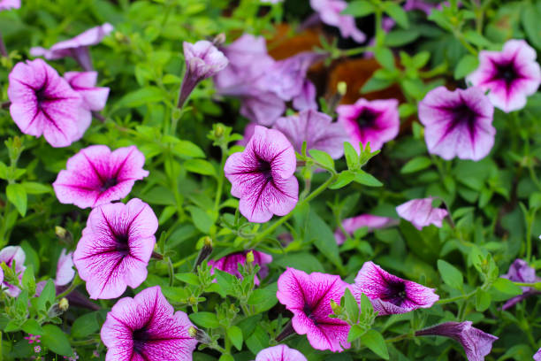 istock Supertunia flowers blooming in the garden 2036591857