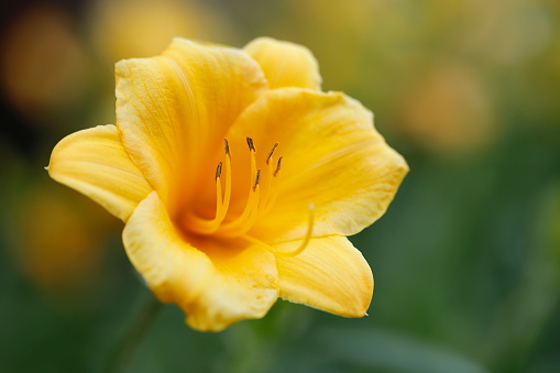 Yellow daylily from flowerbed