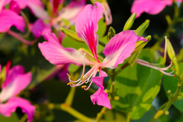 istock Pink purple flower of orchid tree 2036594652