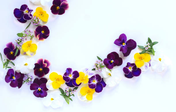 istock pansy flowers on white background.spring flowers background. 2036631285