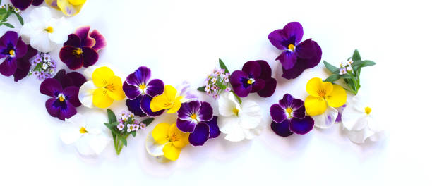 istock pansy flowers on white background.spring flowers background. 2036631286