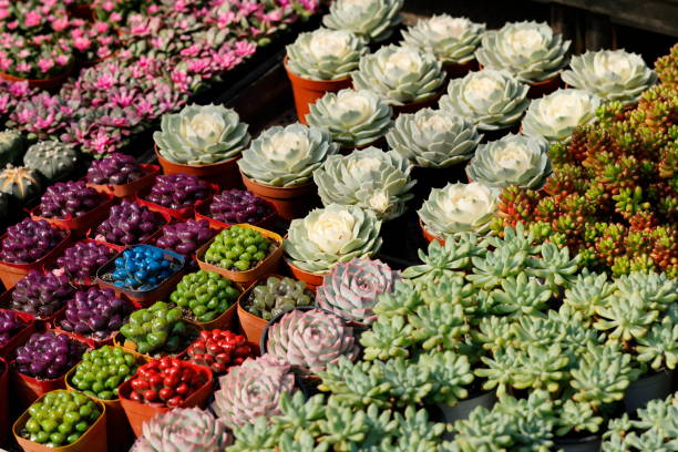 istock Various Colorful Succulent Plants in Small Flowerpots 2036637535