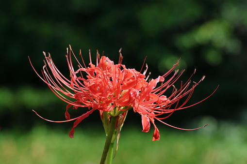 Lycoris radiata, known as the red spider lily, red magic lily, corpse flower, or equinox flower, is a plant in the amaryllis family, Amaryllidaceae, subfamily Amaryllidoideae.