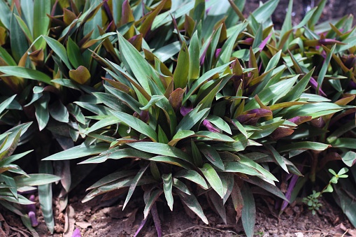 Tradescantia spathacea Sw, The base of the leaf is a sheath covering the trunk. Green top leaves Below the purple-red color, Plant for medicinal properties, Boat-lily, Oyster Lily, Oyster plant