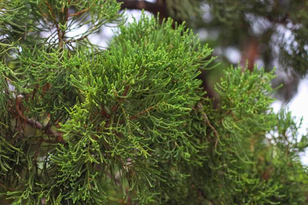 istock Dacrydium, Dacrydium cupressinum, Sempilor 2036658995