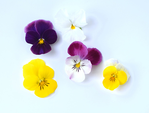 pansy flowers on white background.
spring flowers background.