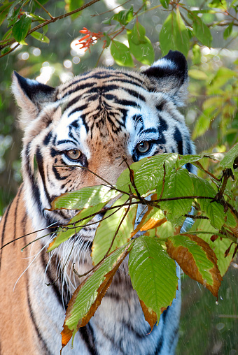 tiger looking at camera, tree branch in front of tiger, trees in background, no people