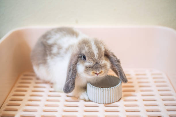 White holland rabbit sitting on wooden floor