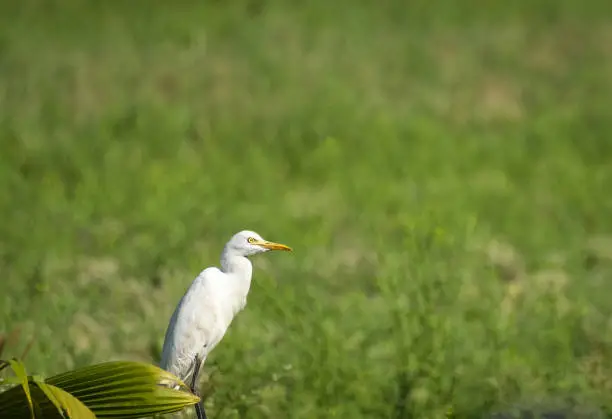White Little Egret standing in the green field. Goa, India. White Little Egret Sitting On green grass background. Travel photo, nobody, selective focus