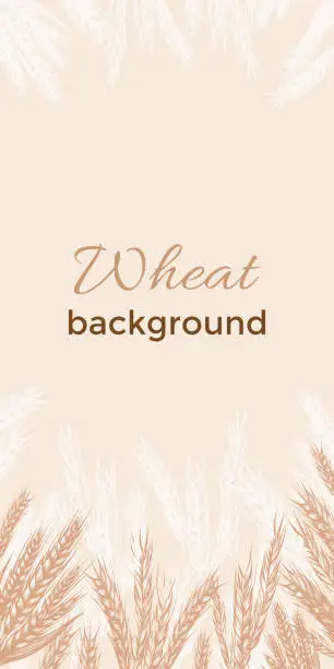 Vector illustration of Hand drawn Border of spikelets of wheat, rye, barley with copy space. Background with outline plants and grains for bakery and flour making. Engraving sketch style. vector illustration isolated on background.