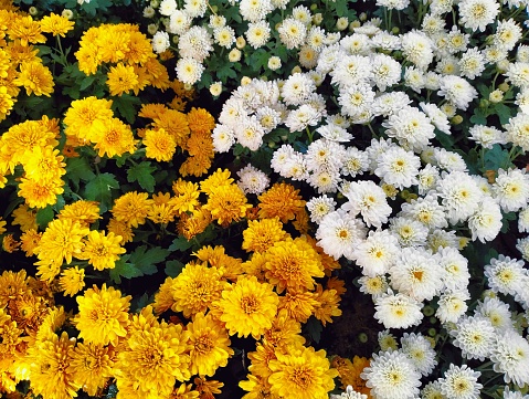An autumn bouquet of yellow chrysanthemums on a sunny day.