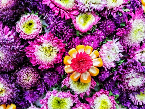 istock purple, pink carnations 2036846297