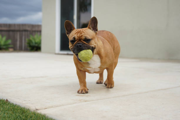 Black masked fawn French bulldog puppy running towards the camera with a tennis ball in her mouth