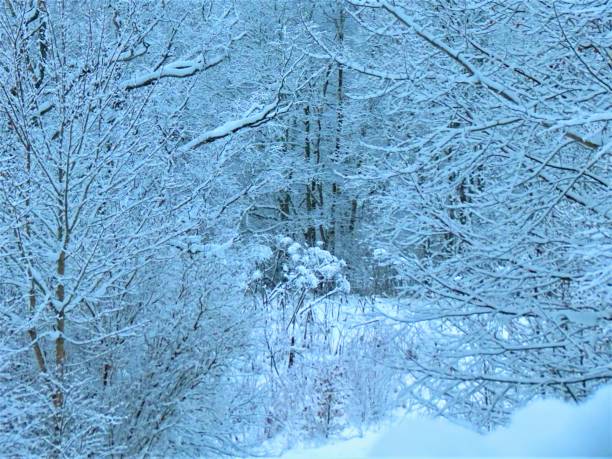 istock Beautiful winter in  forest. Winter lanscape . 2036850650