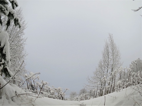 Beautiful winter in  forest. Winter lanscape . White wood covered with frost frosty landscape.