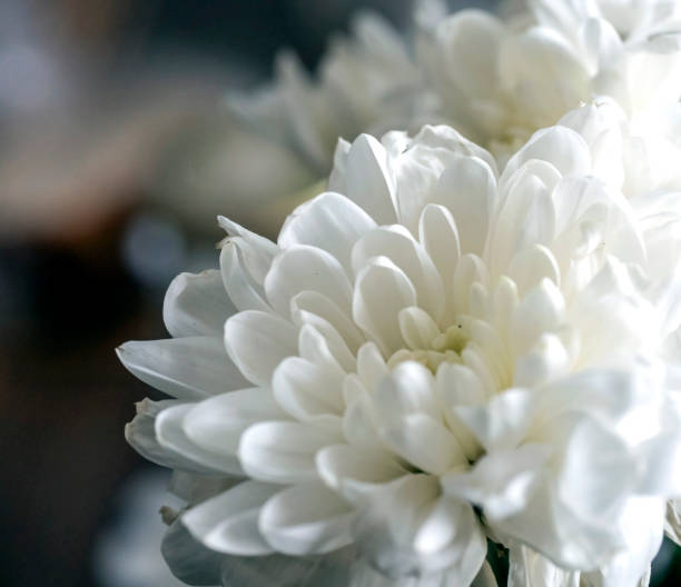 Close up view of a white spring flower, nature background. High quality photo