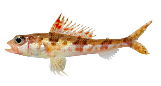 istock Small fish 