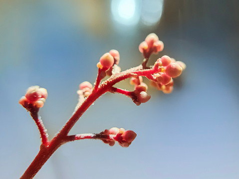 The delicate intricacies of a flower bud emerge with graceful poise and anticipation