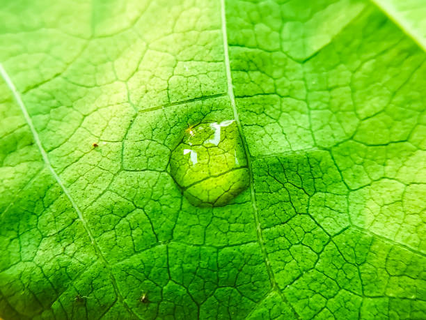 istock Morning Elixir: Dew Drops Adorn Verdant Leaves 2036878589
