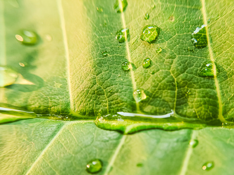 Captured in this photograph, delicate dew drops glisten like tiny jewels upon the lush, emerald leaves. Each droplet reflects the soft, early light, casting a mesmerizing array of shimmering hues. The intricate network of veins on the leaf surfaces serves as a captivating backdrop, accentuating the ephemeral beauty of nature's morning embrace