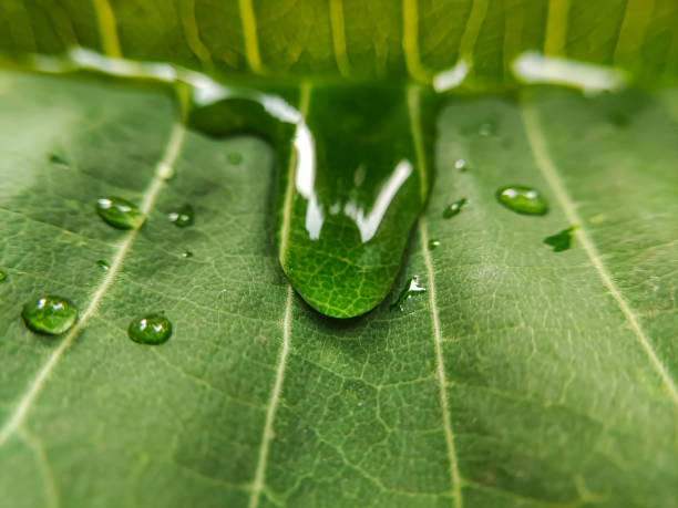istock Morning Elixir: Dew Drops Adorn Verdant Leaves 2036879185