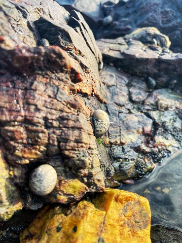 Living seashells in the rocky surface at Tanjung Balau beach