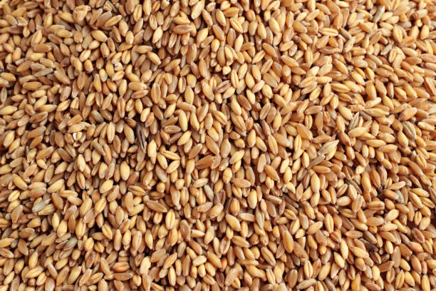 istock Ears of wheat in shelled wheat grains background. 2036897512