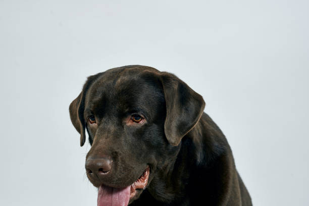 purebred dog on a light background pet cropped view close-up. High quality photo