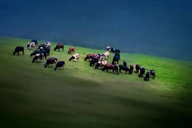 A herd of cows grazing in a grass valley of Mountains, Munnar, Kerala