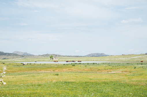 steppe, mountains, horses in pond in summer day. Bayanaul National Park In Kazakhstan
